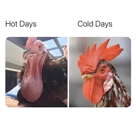 cock meme